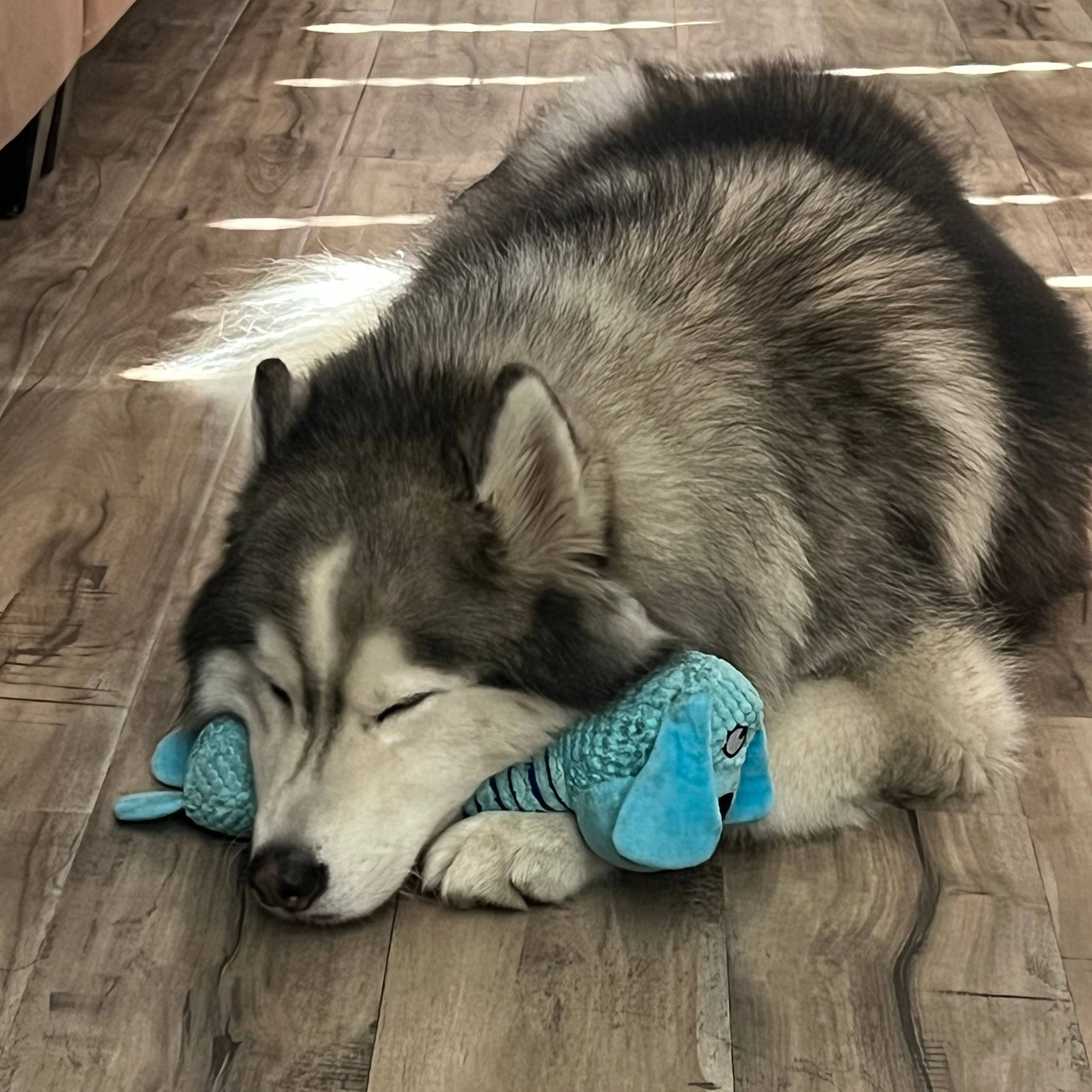 Green Waves Co. – wholesale Pet plush toy – Dog – Dog Plush Toy1