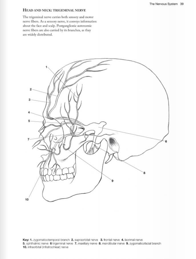 Wellspring - Wholesale Coloring Book - Adult - Coloring Book - Anatomy3