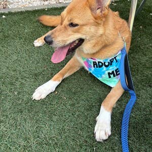 Happy Tails Outfitters - Vendita all'ingrosso Bandana - Cani - Adottami Bandana per Cani Tie Dye4