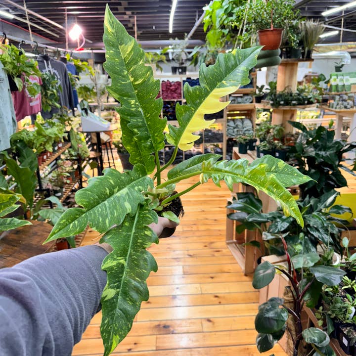 Plant Daddies of Atlanta LLC - Wholesale Live Plant - Philodendron Ring of Fire