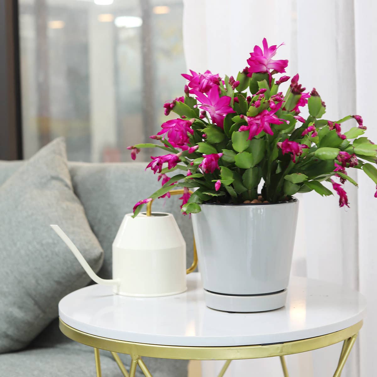 Best Plant Friend - Wholesale Succulent - Christmas Cactus Thanksgiving Cactus -  Succulents 2/4/6in3