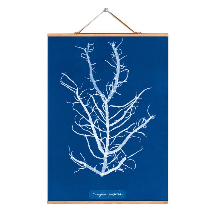 Rollbild Illustration # 141 / Atkins / Mesogloia / purpurea für den Großhandel von Eicie