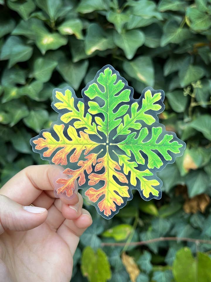 California oak tree leaves watercolor sticker for wholesale by Hannah Moore Art