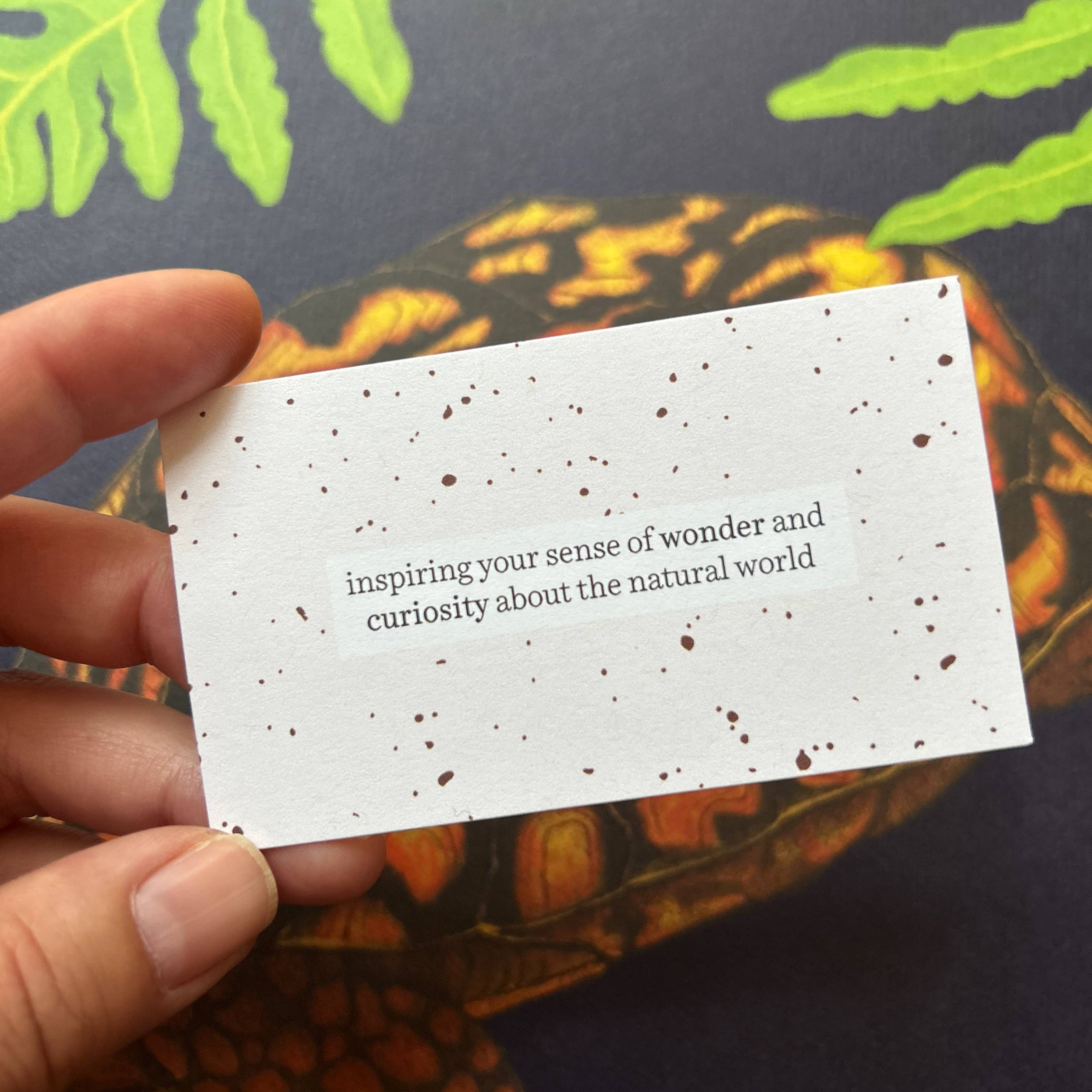 Moss and Mineral - Wholesale Art Print - Eastern Box Turtle, Scientific Illustration Botanical Print8