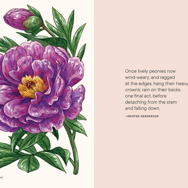Paige Tate & Co. - Wholesale Book - Adult - A Little Book of Flowers: Peonies