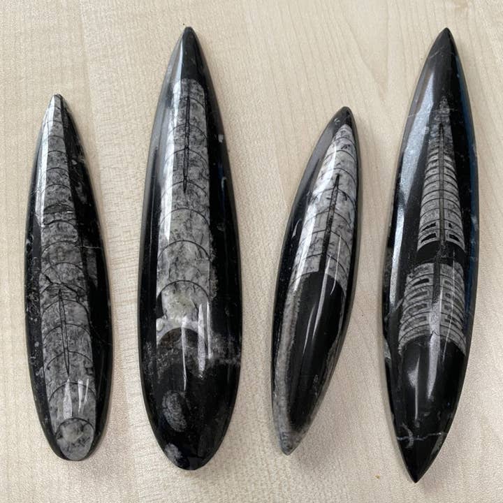 VIE - Wholesale Letter Opener - Orthoceras Letter Opener, 13-18cm2