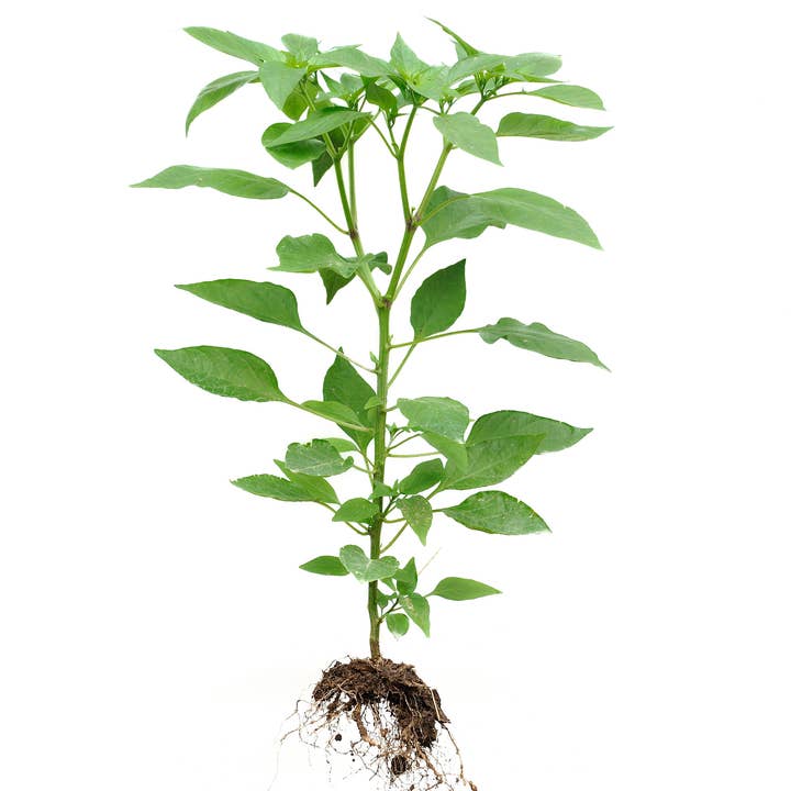 Chocolate Habanero Growing Kit for wholesale by Lil Plot