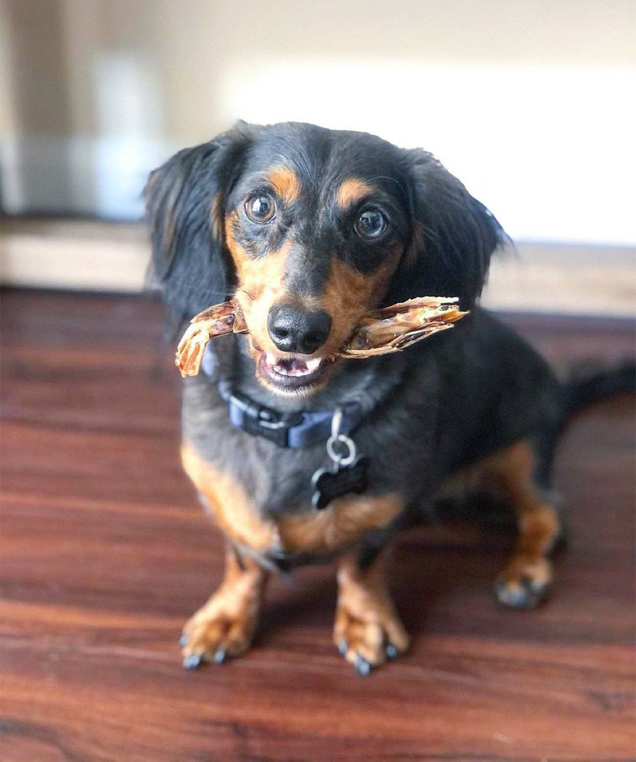 Naked Beasts, Inc. - Wholesale Pet Treats - Dog - Shrimp (+Freeze Dried Options)8