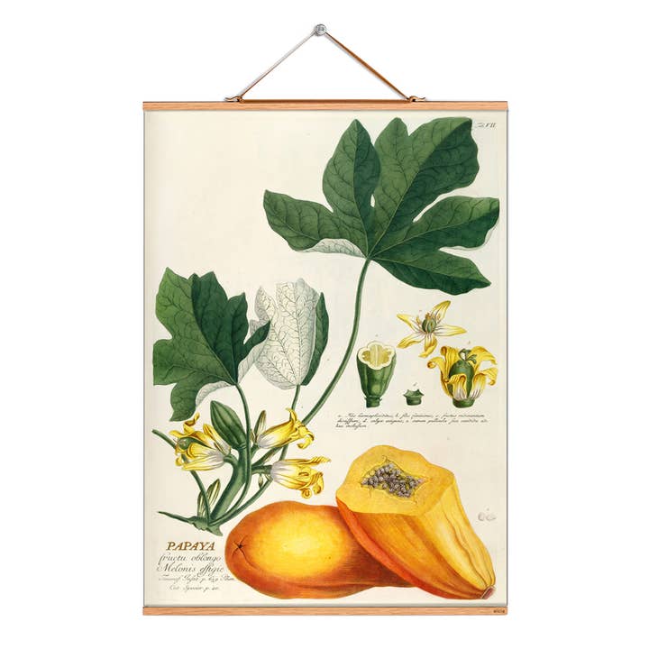 Scroll picture illustration # 078/Ehret/Papaya for wholesale by Eicie