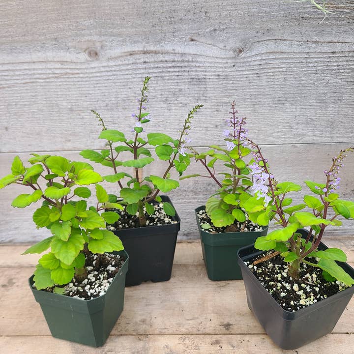 Plectranthus ernstii for wholesale by Buzz + Thrive Gardens