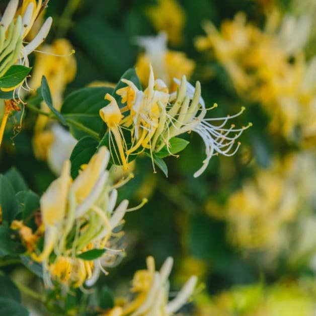 Messner Bee Farm - Wholesale Travel Candles - Honeysuckle Vanilla Bean 4oz. Candle - Paraffin free!