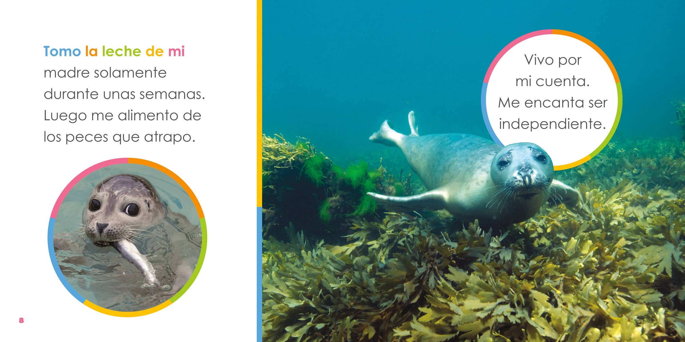 The Creative Company - Venta al por mayor Libro de preescolar (3-5 años) - El principio de los: focas bebés1