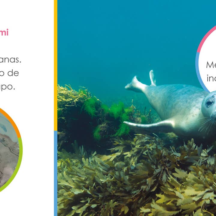 The Creative Company - Venta al por mayor Libro de preescolar (3-5 años) - El principio de los: focas bebés1