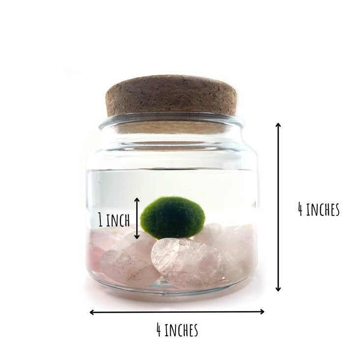 Moss Amigos | Moss Ball Terrariums - Wholesale Live Plant - Large Marimo Moss Ball Terrarium with Rose Quartz Gemstones4