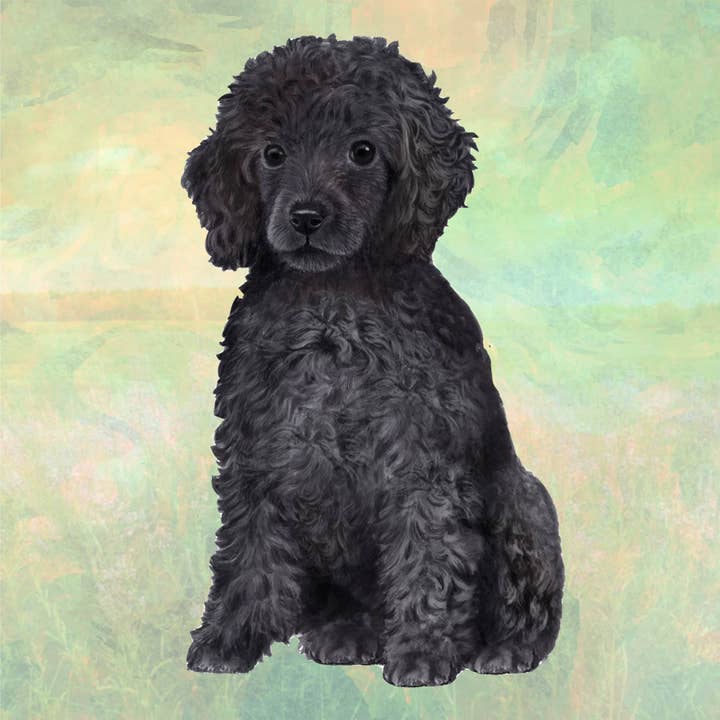 E&S Pets - Wholesale Coasters - Poodle Black Square Coaster