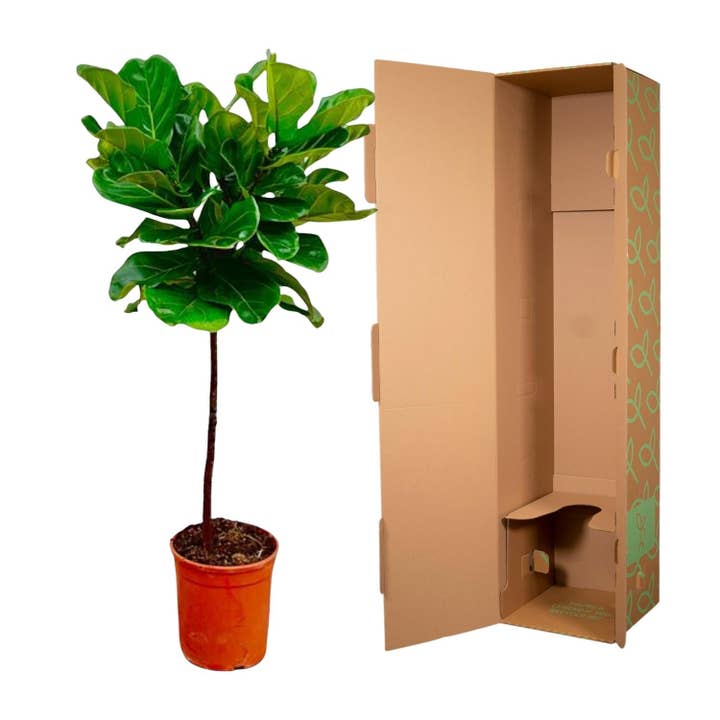 Oasis of Life - Wholesale Live plant - Ficus Lyrata – Fiddle Leaf Fig – approx. 130cm high – Ø24cm – Indoor plant with trunk – Large, decorative & air-purifying – For living room, office & conservatory2