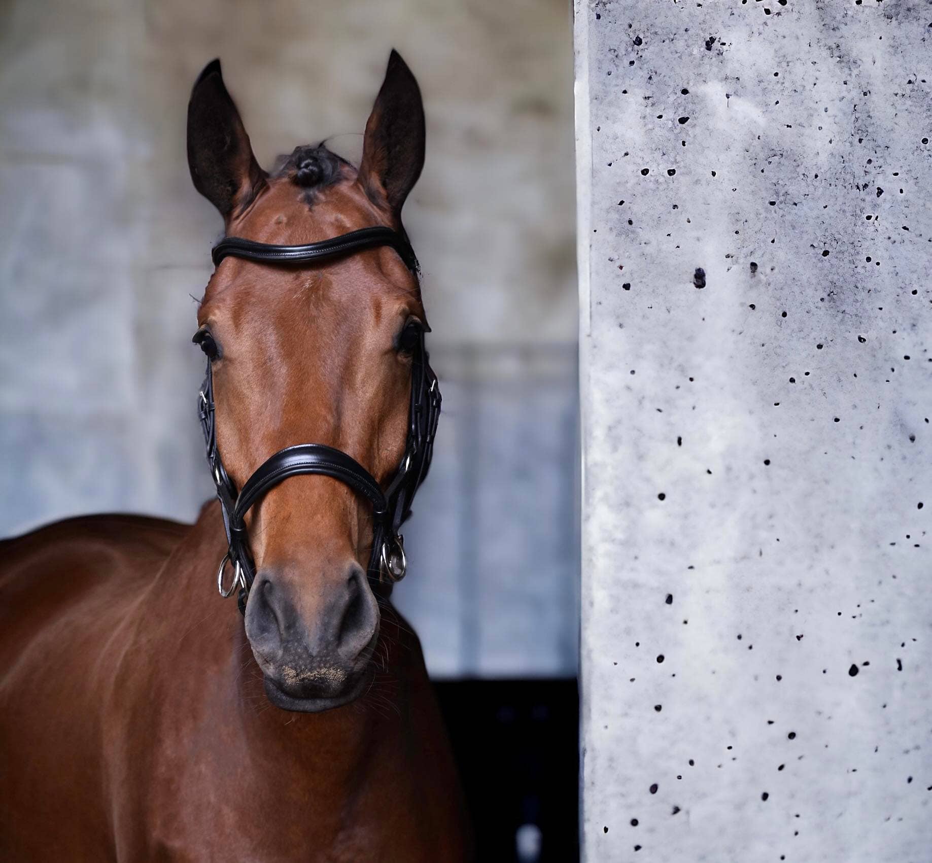 EPONIA EQUESTRIAN LIFESTYLE - Wholesale Horseback Riding Gear - Bridle bitless sidepull - Italian leather4