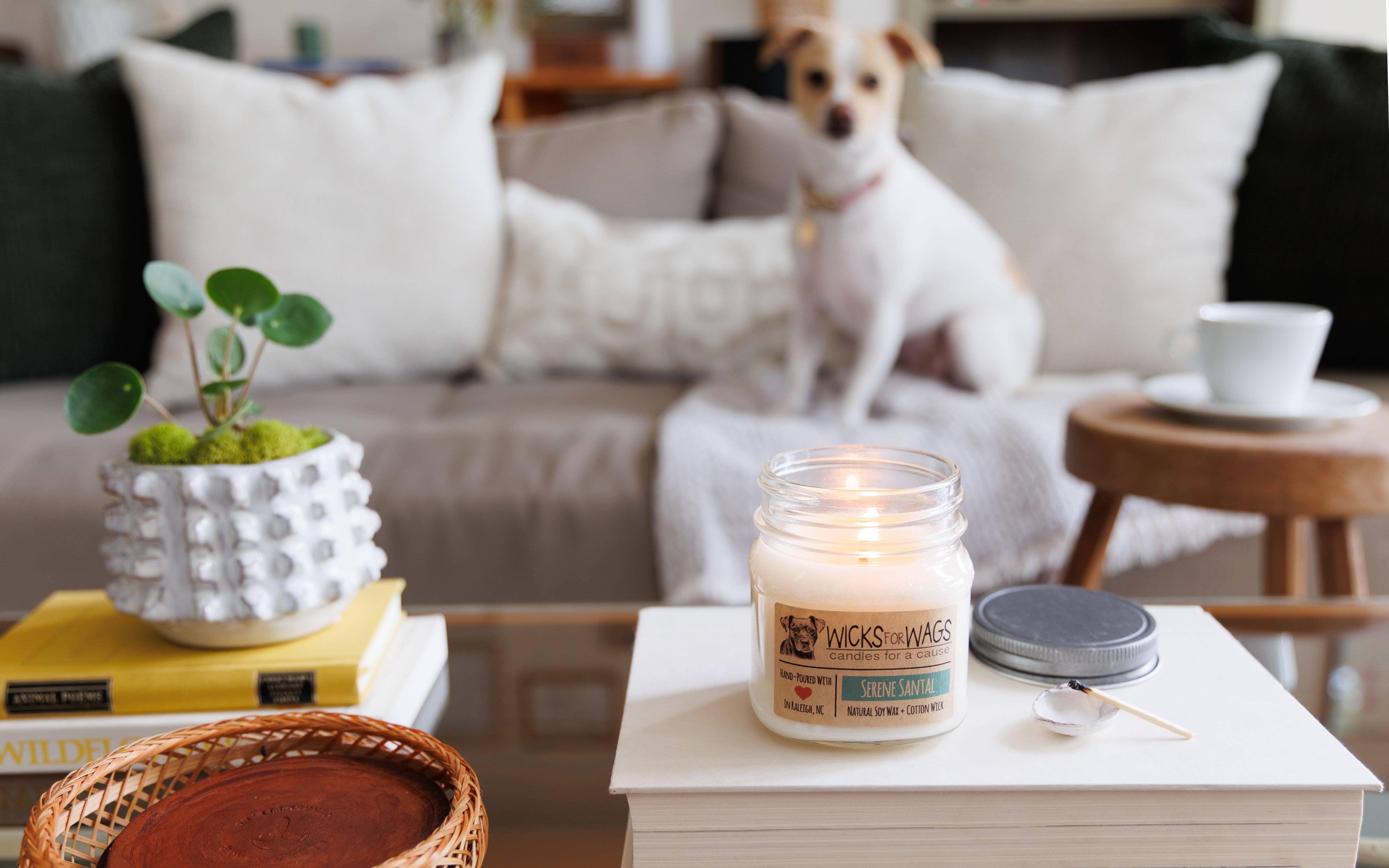 Wicks for Wags - Vente Bougie en bocal - Prune de Minuit | Bougie en pot Mason standard de 8 oz en cire de soja3