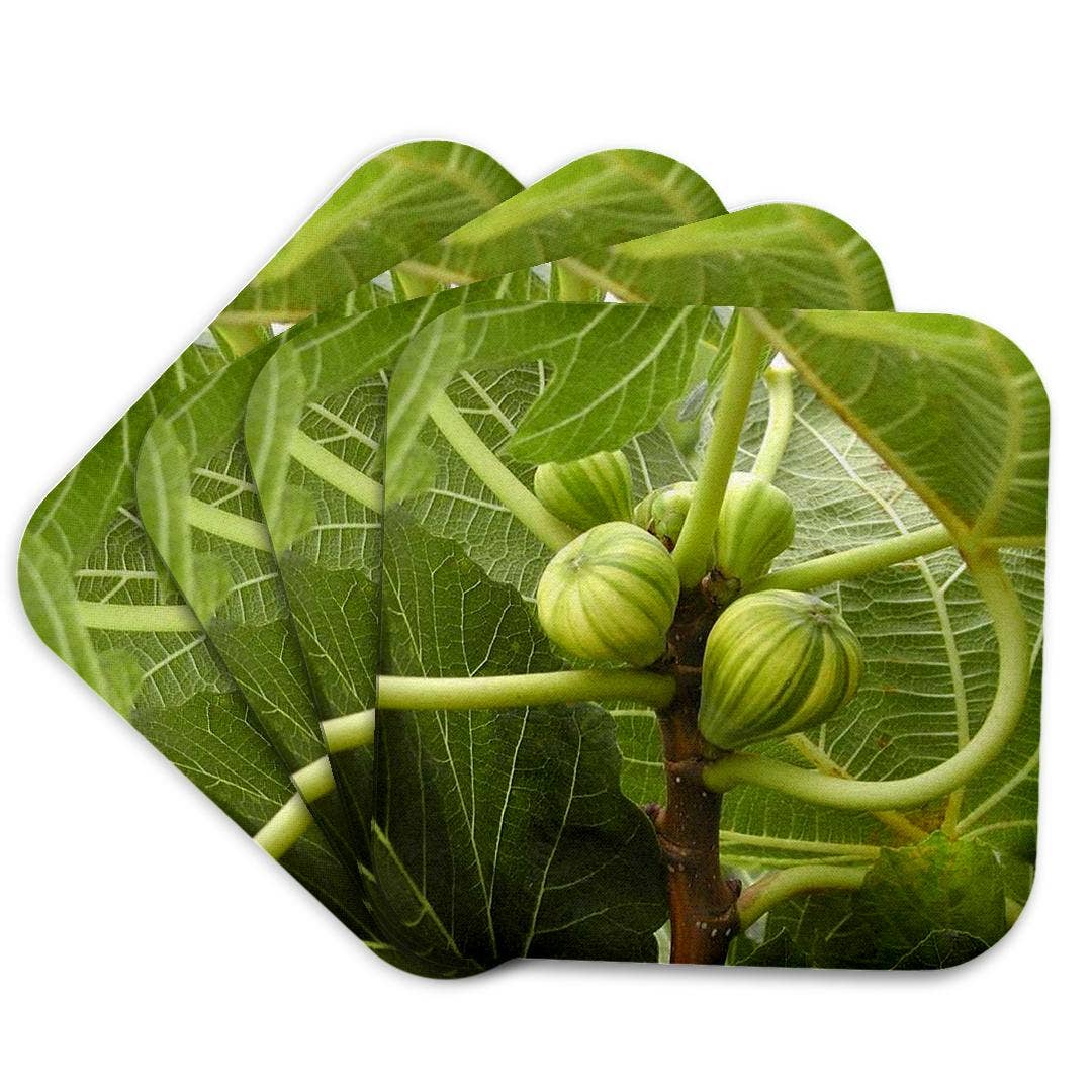 3dRose - Wholesale Coasters - 3dRose, A close up photograph of fig fruit on a common fig tree, Coaster7