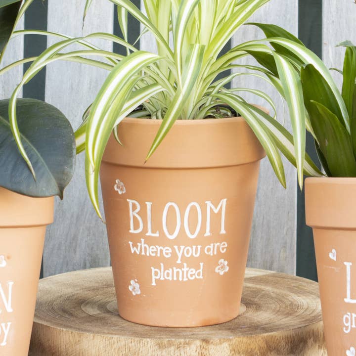 Pot de fleurs en terre cuite Bloom Where You Are Planted pour la vente par Something Different Wholesale