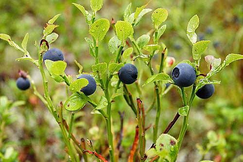 Nordic native pristine - Vente Supplément oral/vitamine - Méga vitamine pour les yeux à la myrtille17