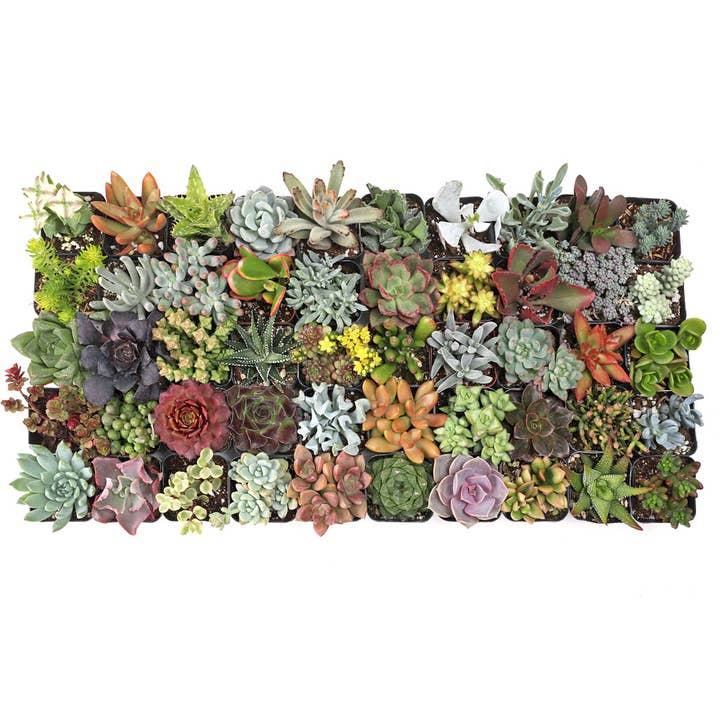 Mountain Crest Gardens - Wholesale Succulent - Ultimate Variety Succulents 50-Pack (50 Varieties, 2" Pots)