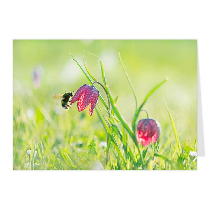 Vikbart "Humla besöker schackbrädeblomma II" för wholesale av paruspaper. nutzfeine papeterie