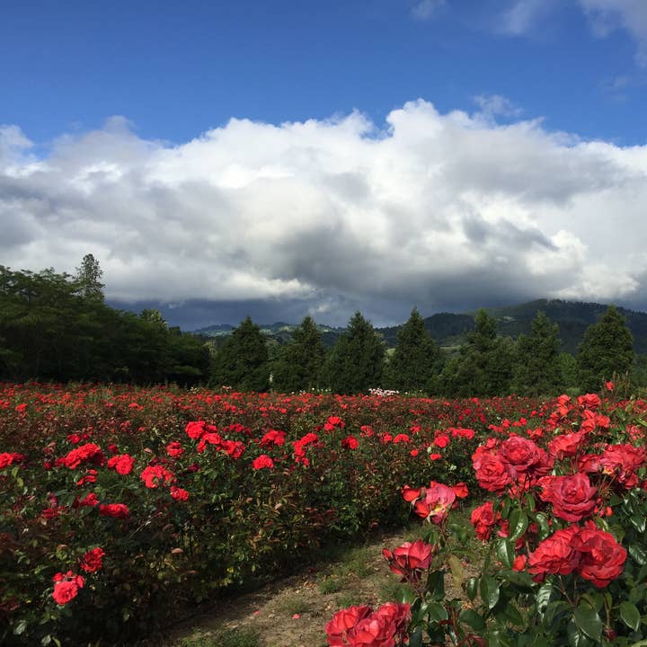 Flyboy Naturals Rose Petals - Wholesale Dried/pressed flowers - Romantic Red Rose Petals – 30 Cups Real • Freeze-Dried • USA18