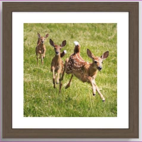 Fine Art Giclee Print of a Running Deer for wholesale by Natalie’s Art