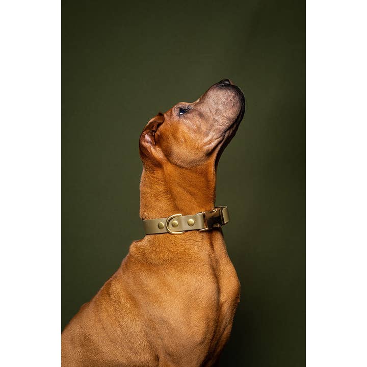 Pompon & Pets - Wholesale Pet Collar - Dog - Olive Collar - Biothane2