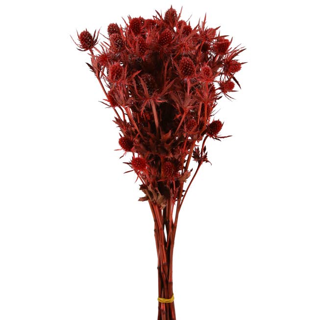 Concari.flores Preservadas - Wholesale Dried/Pressed Flowers - PRESERVED ERYNGIUM1