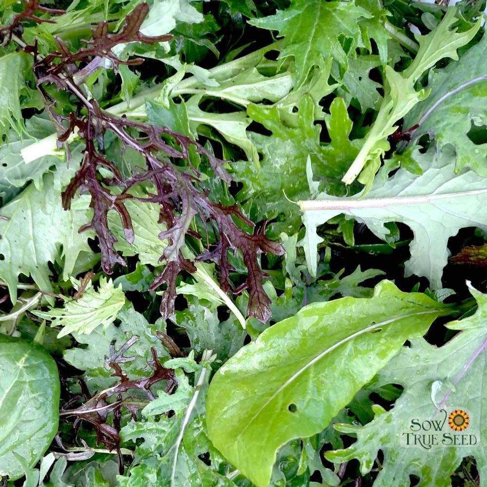 Sow True Seed - Wholesale Plant Seeds - Mixed Greens Seeds - Spicy Mesclun Mix4