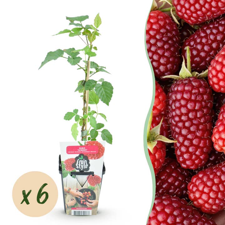 Taybeere Rubus Tayberry winterhart 6 Pflanzen Ø9cm Höhe 30cm – Kreuzung aus Himbeere & Brombeere – Ertragreiche Obstpflanze für Garten & Balkon für den Großhandel von Oasis of Life