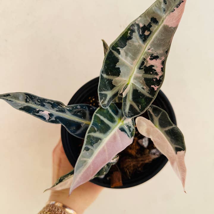 Plant Vault - Wholesale Live Plant - Pink Alocasia Bambino0