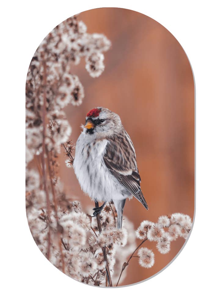 Passarinho Muurovaal por atacado de Label2X B.V.