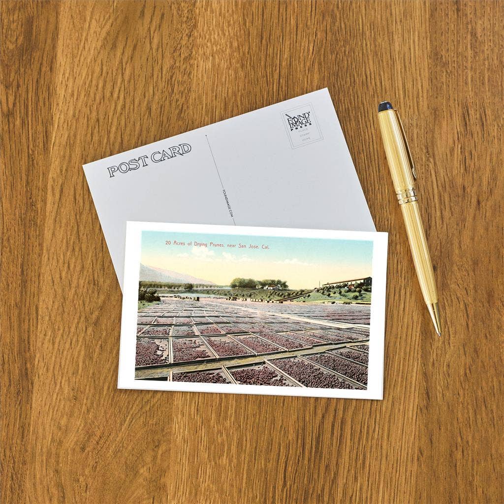 Found Image Press - Wholesale Postcard - Postcard BA-262 Acres of Drying Prunes1