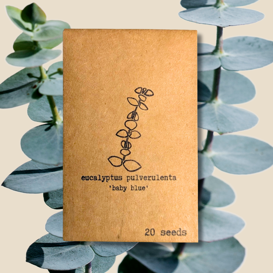 Plantflix - Vente Graines de plantes - Graines de plantes d'intérieur et de plantes tropicales13