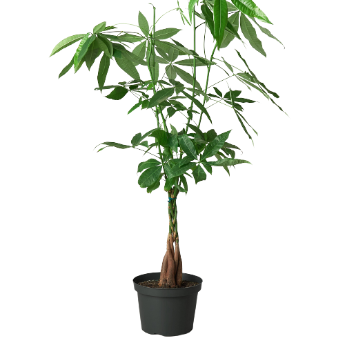 House Plant Wholesale WEST - Wholesale Live Plant - Money Tree 'Guiana Chestnut' Pachira Braid2