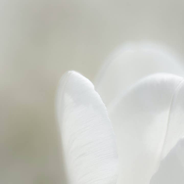 Voss Botanicals, LLC – Großhandel Körperbutter/-balsam – Murumuru- und Mangobutter-Hautbalsam | Hautregeneration | Faltenreduzierung | Linderung von trockenem Haar | Haarbutterbalsam | Feuchtigkeitscreme für trockene Haut