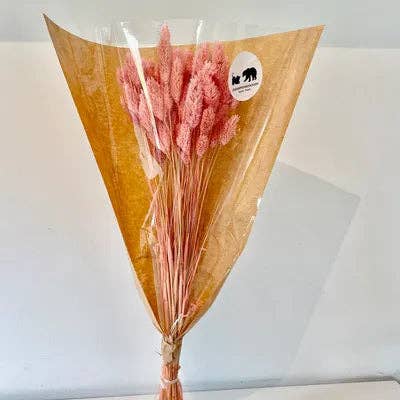 Chaton Et Monsieur Ours - Vente Fleur séchée/pressée - PHALARIS séché4