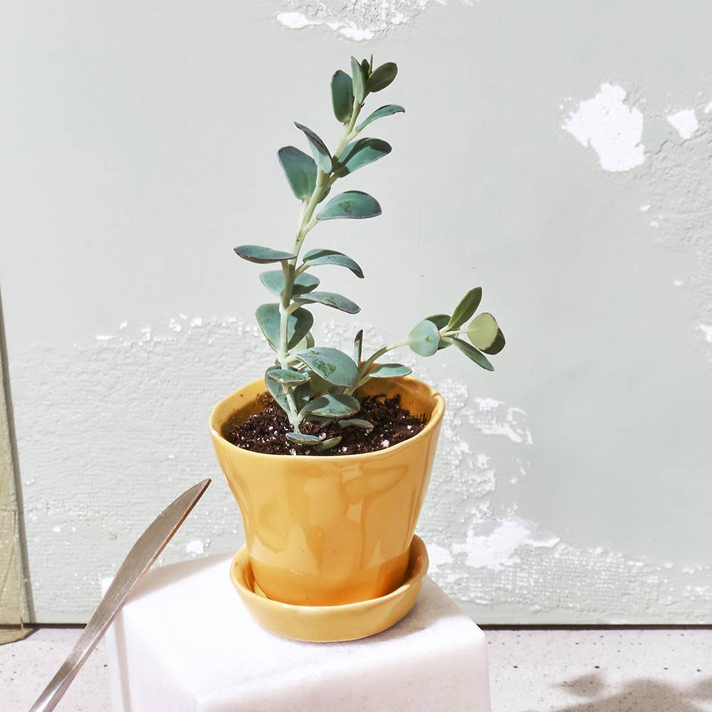 Chive - Wholesale Plant Pot - Tika Ceramic Pots With Saucer And Drainage Hole - 3"24