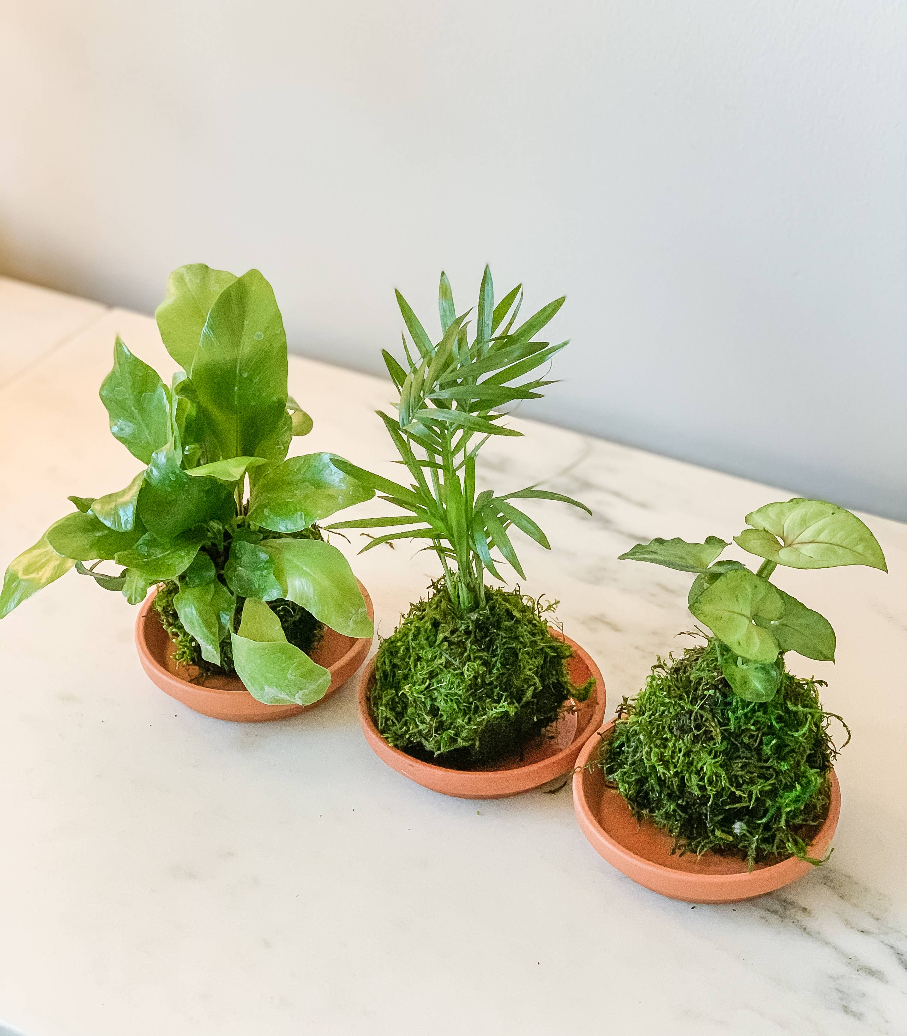 White Stable Farms - Wholesale Live Plant - Mini Kokedamas (Foliage) (House Plant Wrapped in Moss)1