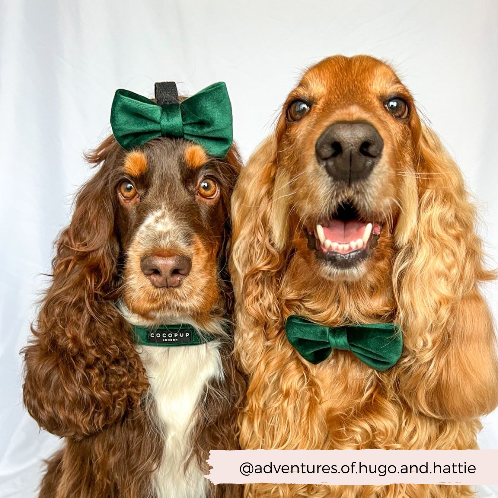 Cocopup London – wholesale Pet bow tie – Dog – LUXE Velvet Bow Tie - Forest Green7