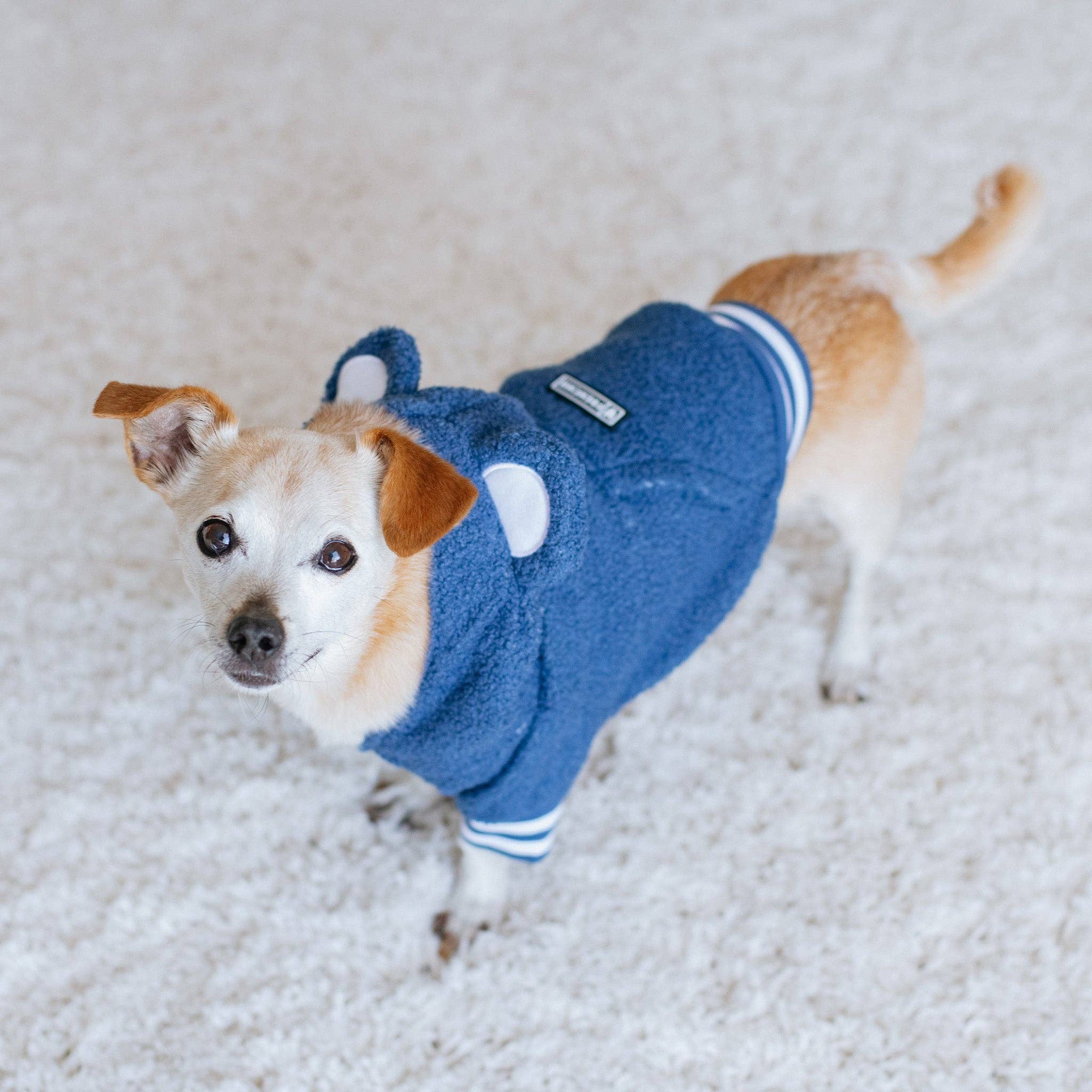 Frenchie - Wholesale Pet Hoodie - Dog - Frenchie Dog Hoodie - Blue Teddy3