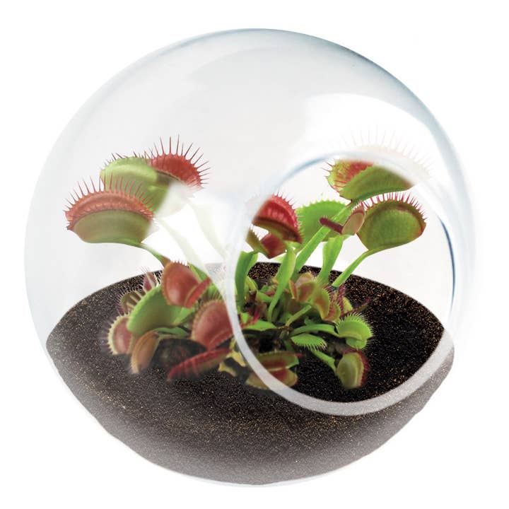 Silver Circle Products - Wholesale Retailer Display - Home & Living - Tiny Terrarium Carnivorous Glass Terrarium Counter Display