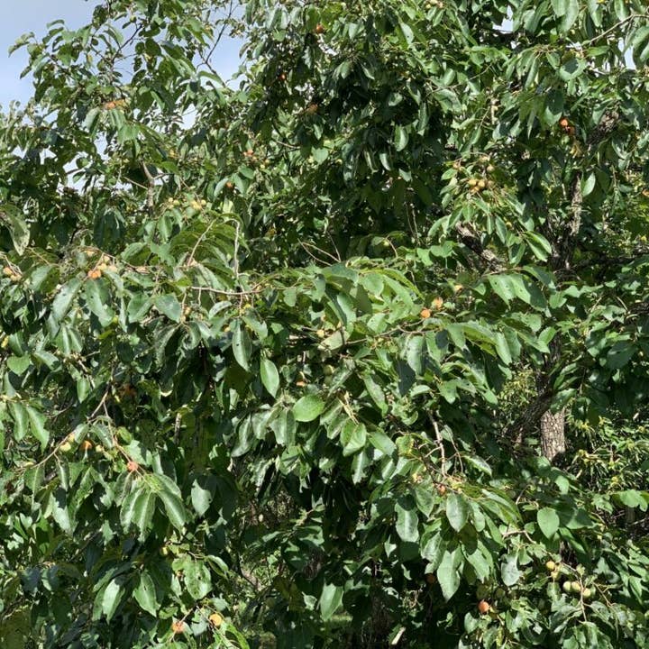 GardenPerspective - Wholesale Live Plant - 50 Persimmon Tree Seedlings Diospyros Virginiana Live Plant 11