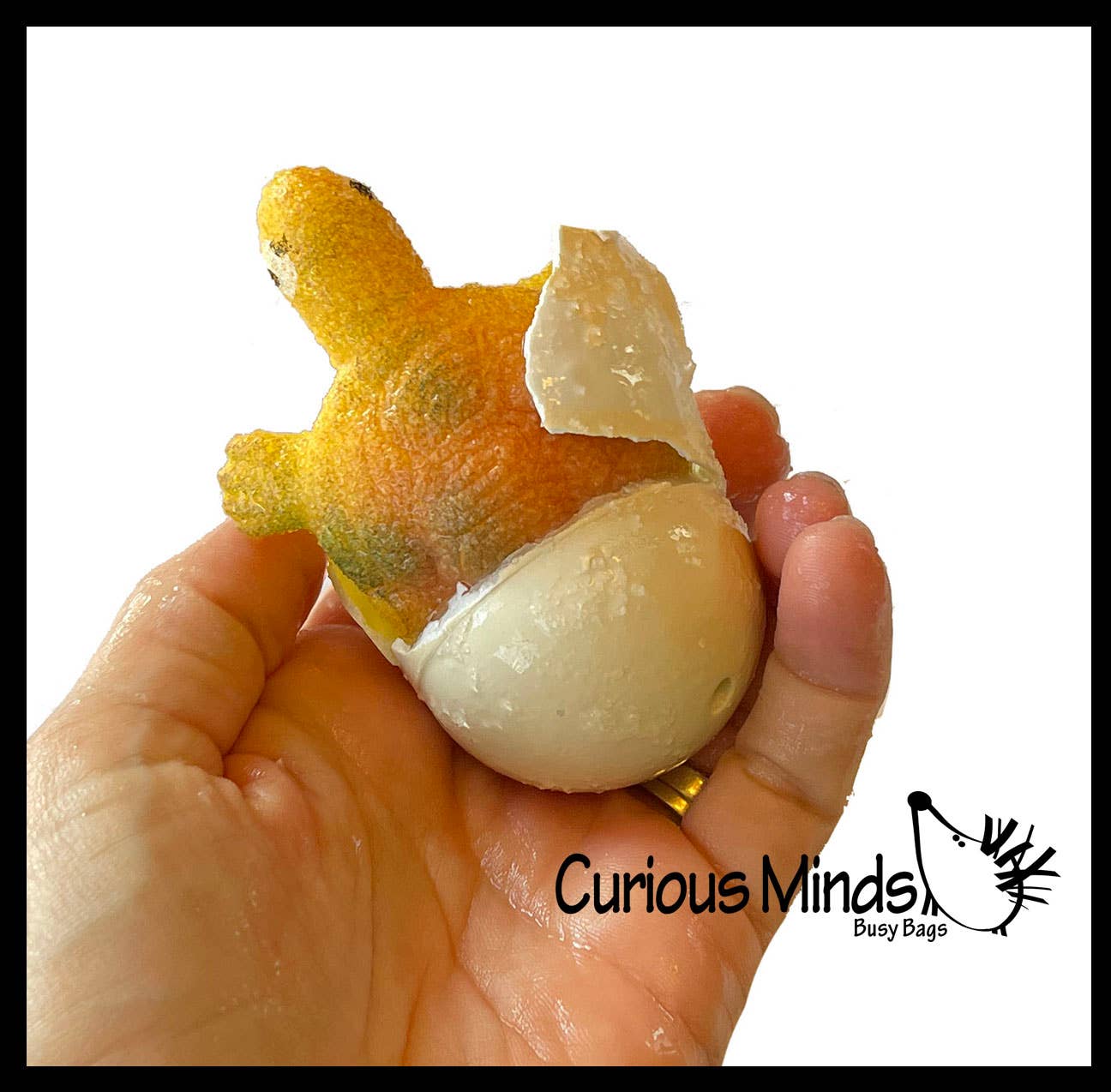 Curious Minds Toys - Wholesale Toy Set - Kids - 1 Hatch a Turtle Animal Grow in Water - Add Water Expands
