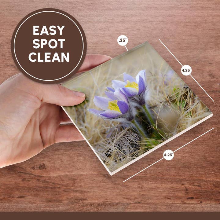 3dRose - Wholesale Coasters - 3dRose, Spring pasqueflower growing in mountains of Otztal Alps, Italy., Coaster6