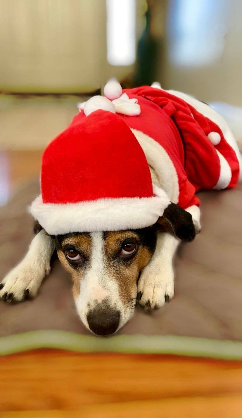 Show & Tail - Vendita all'ingrosso Costume da carnevale - Cani - Abbigliamento per animali - Il Papà Natale11