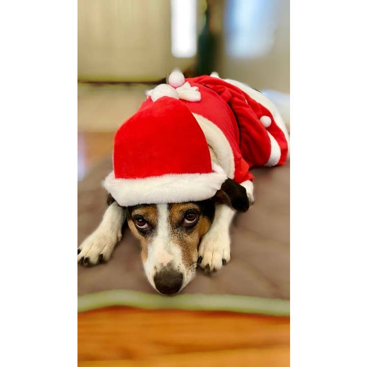 Show & Tail - Wholesale Pet costume – Dog - Pet Apparel - The Santa Paws11